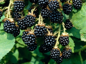 Blackberry Loch Tay: beschrijving, planten en verzorgen