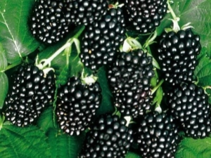 Blackberry Thornfri: rasbeschrijving en teeltregels