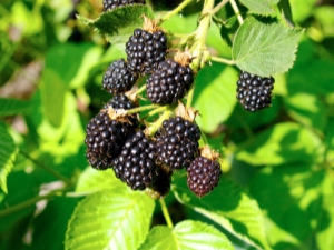 Blackberry Triple Crown (Triple Crown): rasbeschrijving en teeltkenmerken