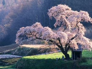 Hoe sakura uit zaden te laten groeien?