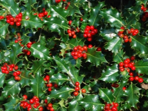 Wat zijn de planten met rode bessen?