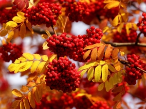 Beschrijving, eigenschappen en verzameling herfstbessen