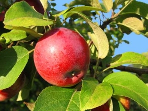 Kenmerken van het voeren van appelbomen in de zomer