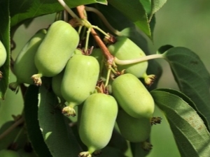 Kenmerken van het kweken van verschillende soorten actinidia