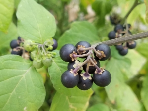 Zwarte nachtschade: kenmerken en toepassingen van de plant