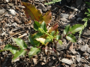 Mahonia planten en zo'n plant verzorgen