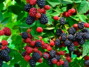 Regels voor het planten, verzorgen en voorbereiden van bramen voor de winter