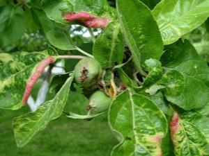 Oorzaken van het verschijnen van rode bladeren aan de appelboom en hoe deze te behandelen?