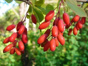 Aanbevelingen voor het planten en verzorgen van kornoelje