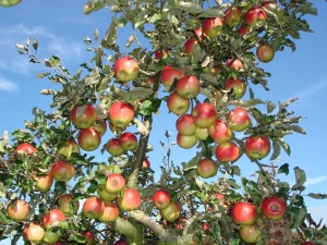 De subtiliteiten van het snoeien van fruitbomen