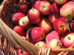 Kenmerken van het gebruik van appels voor gastritis 