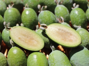 Wat is rijk aan feijoa?