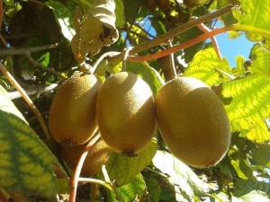 ¿Cómo cultivar kiwi en casa? 