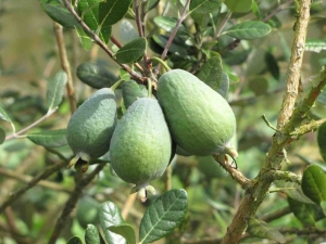 Waar en hoe groeit feijoa?