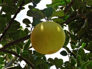 Waar en hoe groeit pomelo?