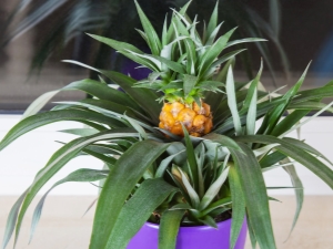 Hoe een ananas thuis vanaf de top te laten groeien?