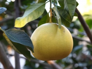 Kõik pomelo päritolu kohta