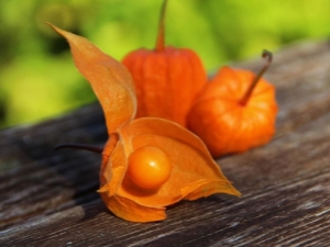 Alles over eetbare physalis