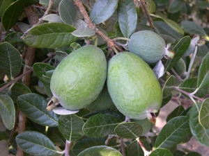 Uprawa feijoa w domu