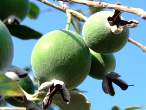 Wanneer is het feijoa-seizoen?