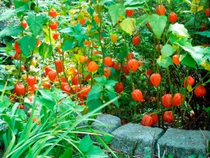 Przegląd gatunków i odmian physalis