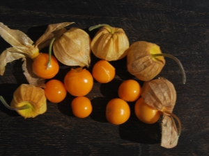 Berry physalis: variëteiten, teelt en verzorging