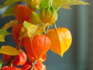 alles over physalis 