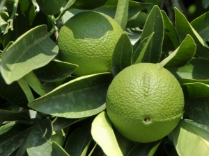 Bergamot: mis see on, kuidas see välja näeb ja kus vilju kasutatakse?