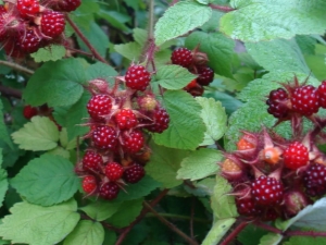 Japanse framboos: rasbeschrijving, planten en verzorgen