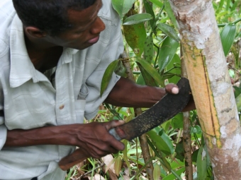 vỏ ốc quế