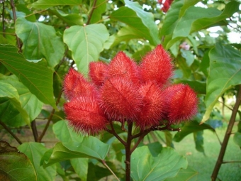 annatto bladeren