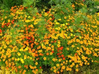 Tagetes cay