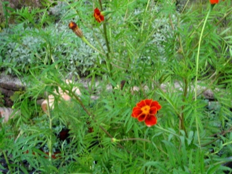 Mexicaanse goudsbloemen