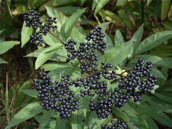 fruits de sureau