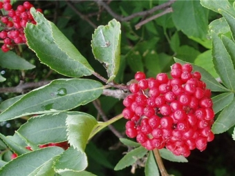 vlierbessen rood