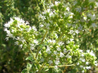 Griekse oregano