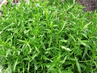 Tarragon trong vườn