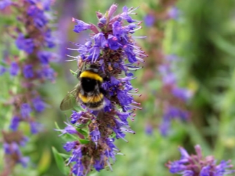 Cây mật nhân hyssop