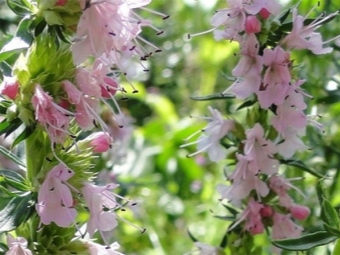 Hyssop màu hồng