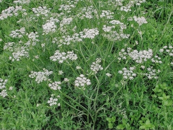 Komijn in het veld