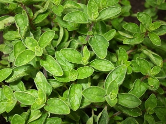 bụi cây oregano