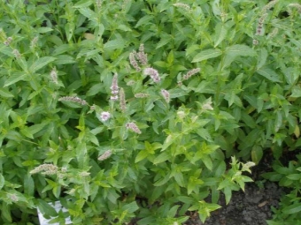 Pepermunt kweken in de tuin