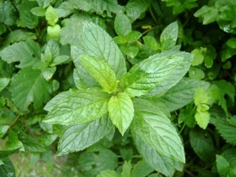 menthe poivrée blanche