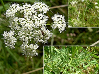 Komijnstengel, bloemen en zaden