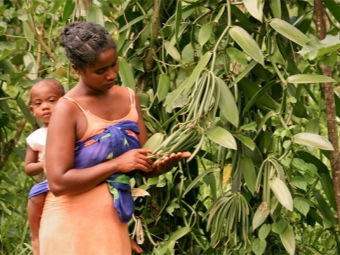 Wanilia rosnąca na Madagaskarze