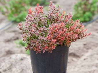 Berberis in een pot