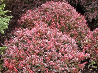 Berberis gewoon