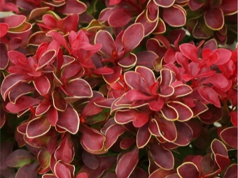 Berberis Thunberg