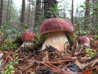 Pine Boletus