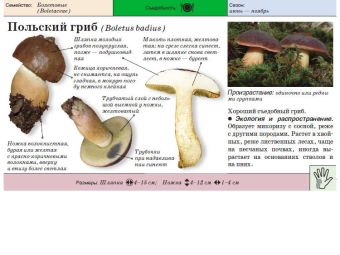 Poolse Boletus